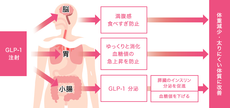 GLP-1イメージ